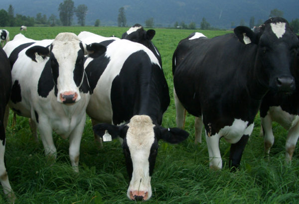 Live Dairy Cows