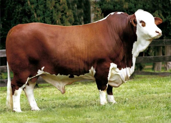 Simmental Bull Cattle