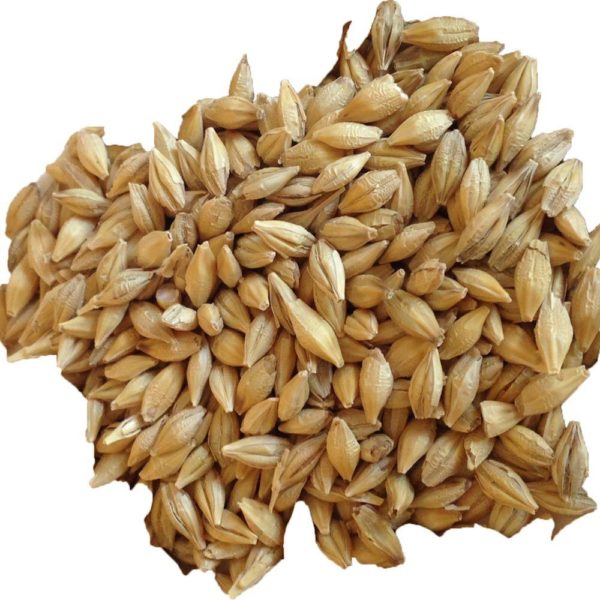 Barley