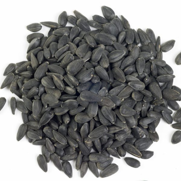 Sunflower seed