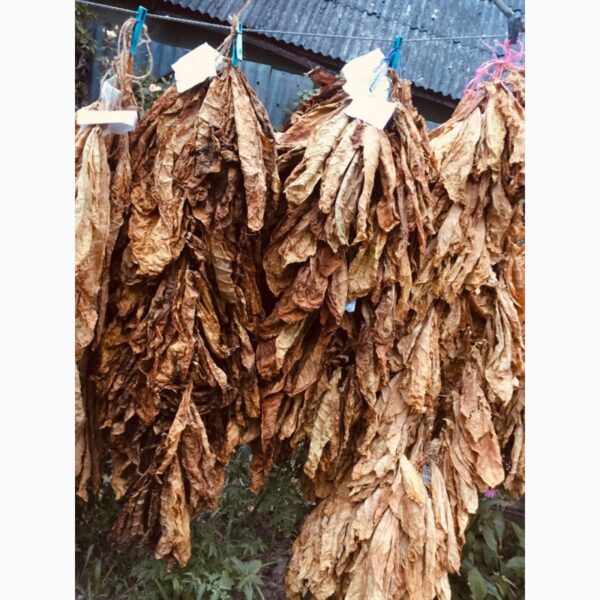 Dried tobacco leaves